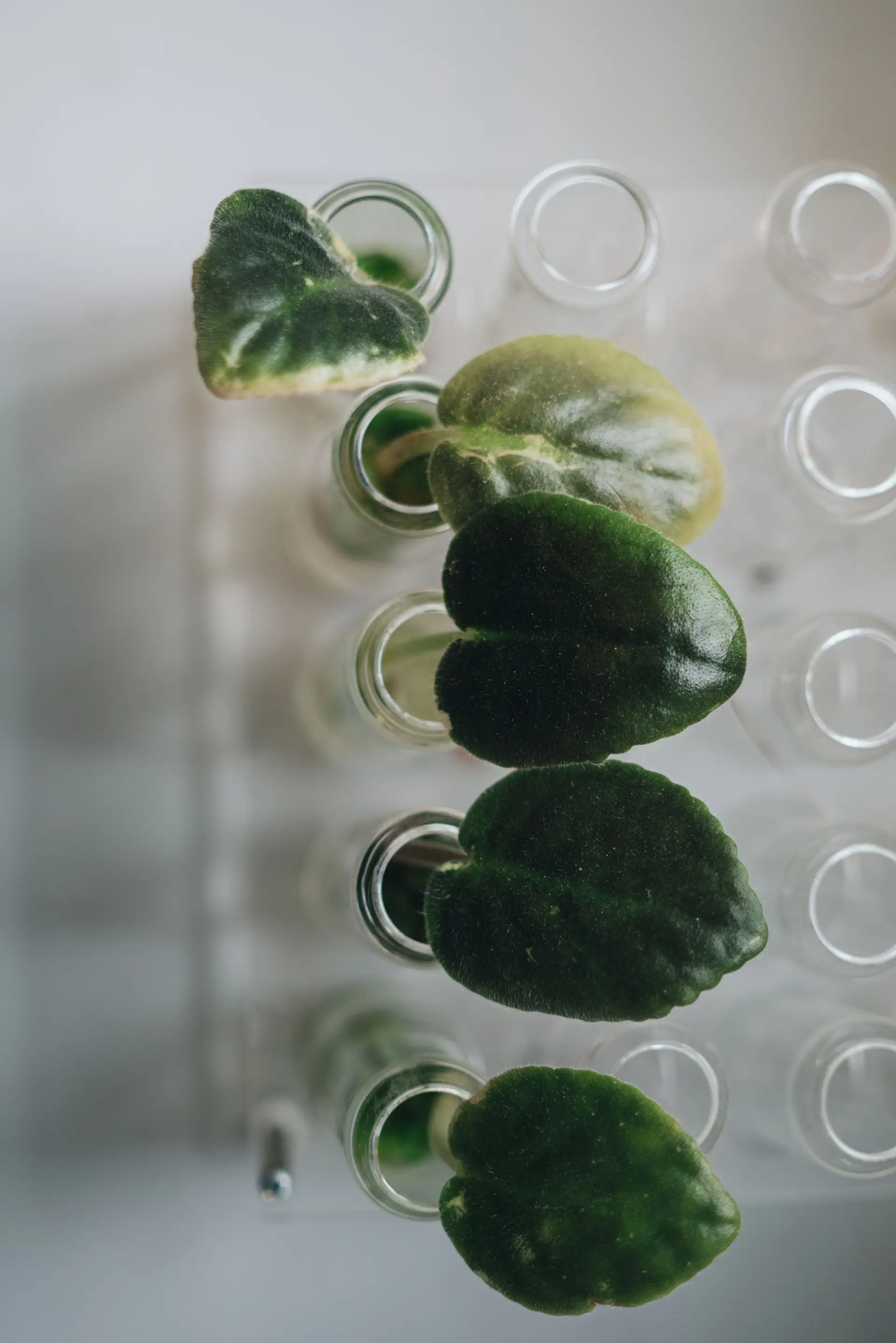 Botanische Wirkstoffanalyse im Labor