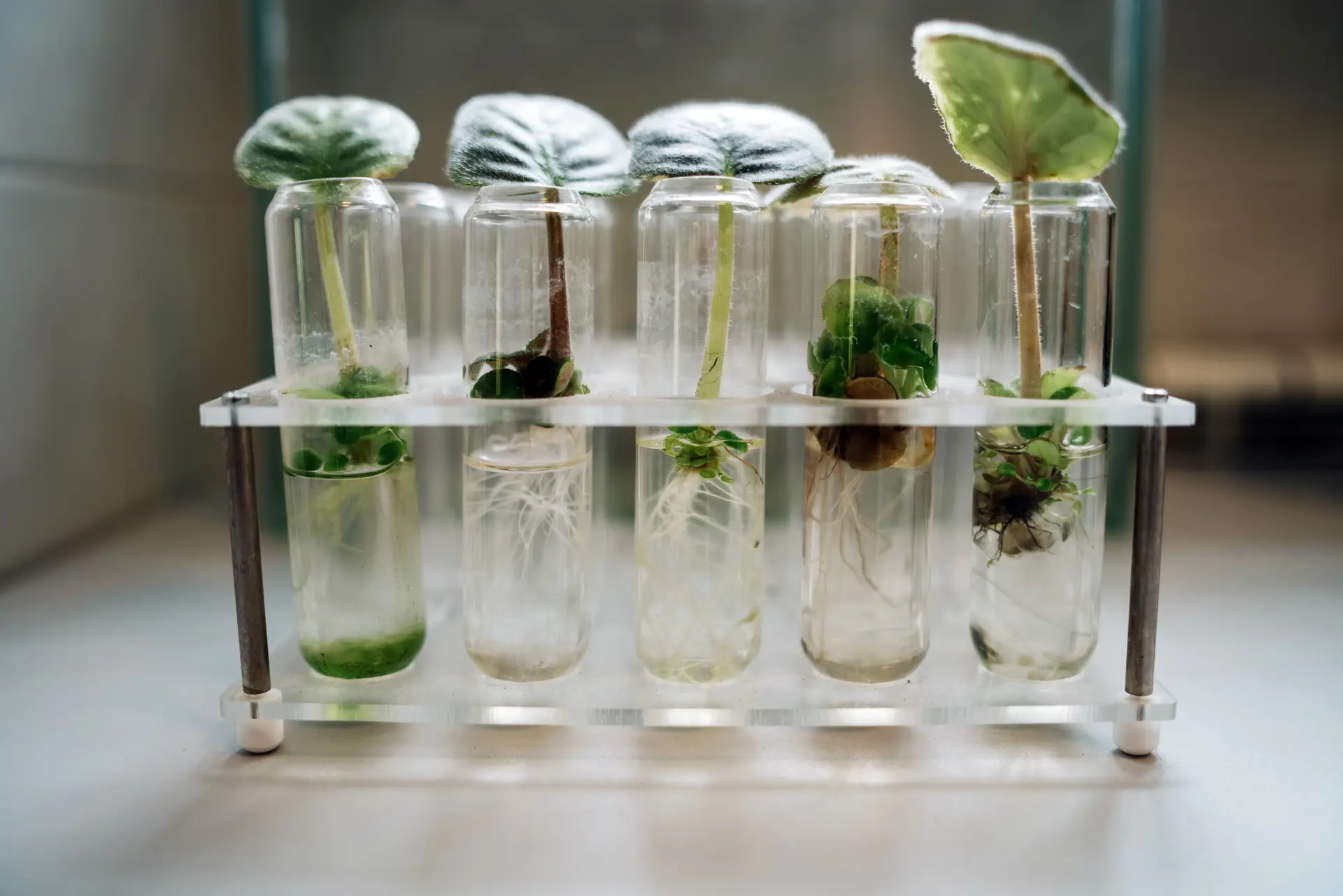 PureRoot Research