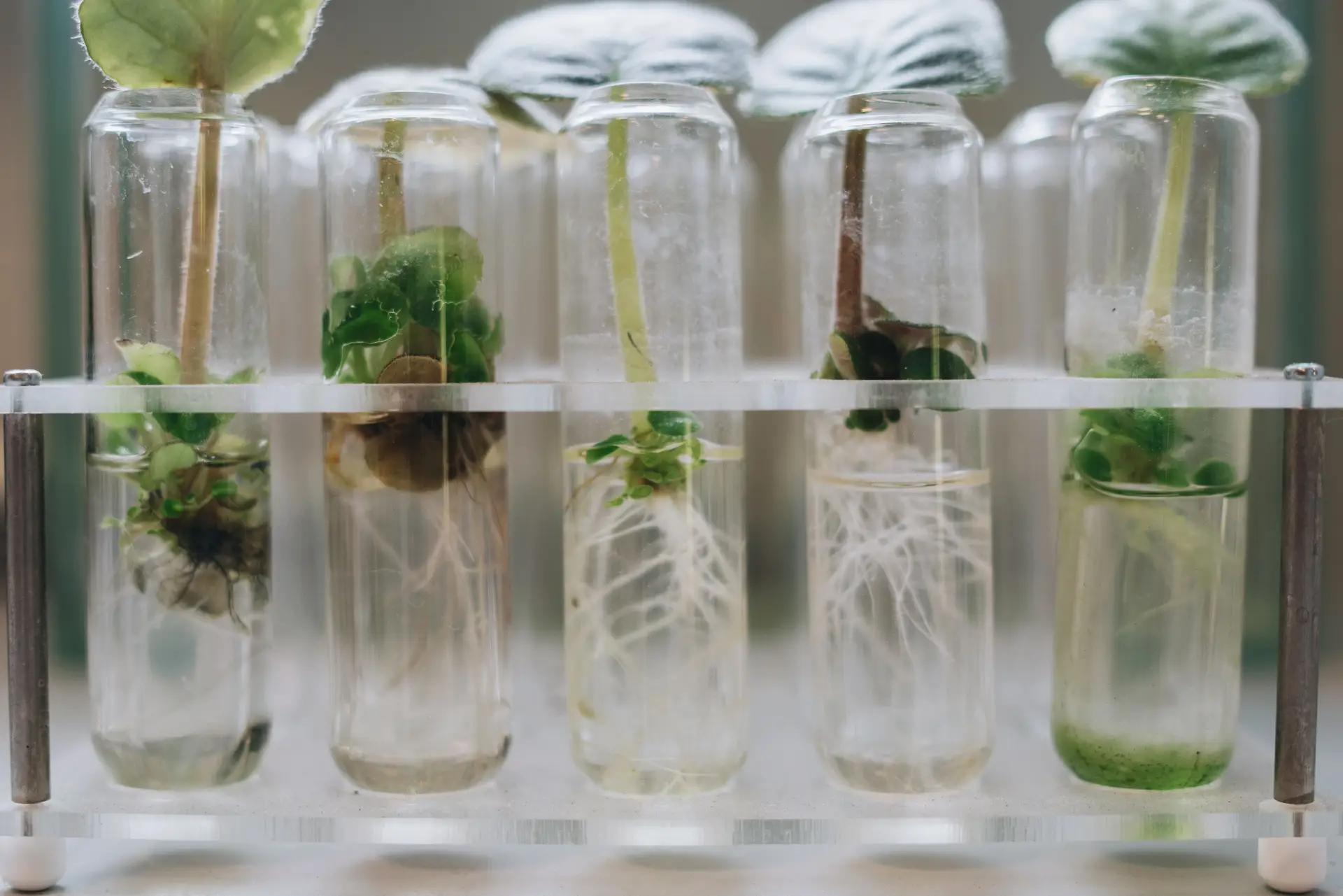 Botanical Research Laboratory